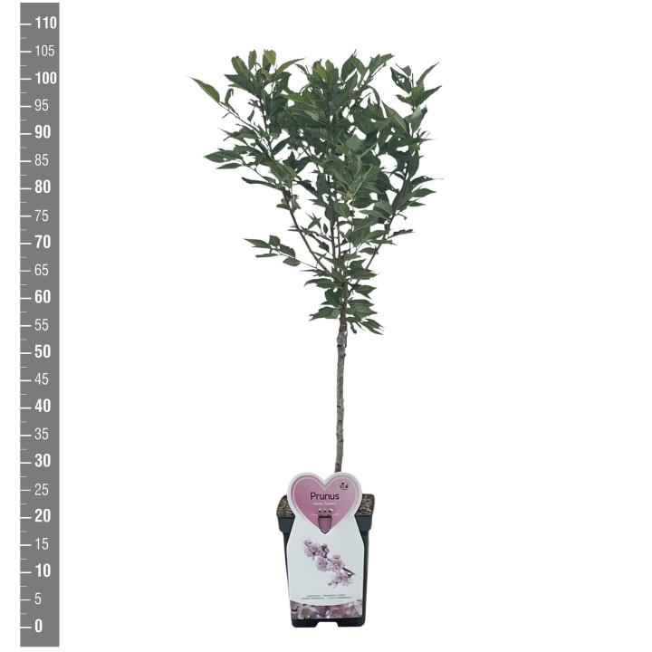 Vyšnia ankstyvoji (Lot Prunus incisa) 'Cunera' C5/P23 STIEBAS 50 CM