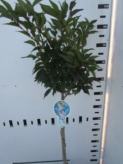 Vyšnia ankstyvoji (Lot Prunus incisa) 'Cunera' C4/P21 STIEBAS 60 CM