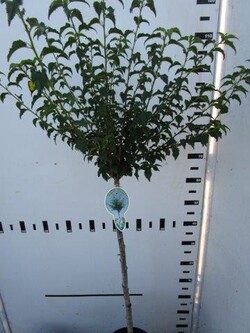 Vyšnia ankstyvoji (Lot Prunus incisa) 'Fujiyama' C4/P21 STIEBAS 60 CM