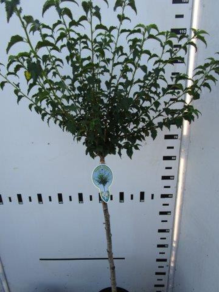 Vyšnia ankstyvoji (Lot Prunus incisa) 'Fujiyama' C4/P21 STIEBAS 60 CM
