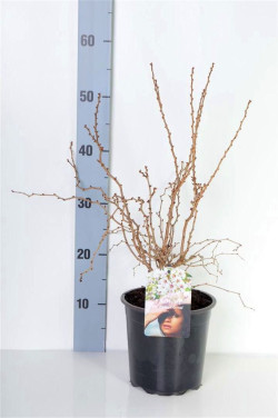Vyšnia ankstyvoji (Lot Prunus incisa) 'Kojou-no-mai' C2/P17 30-40 CM | VYŠNIOS DEKORATYVINĖS-SAKUROS | MEDŽIAI