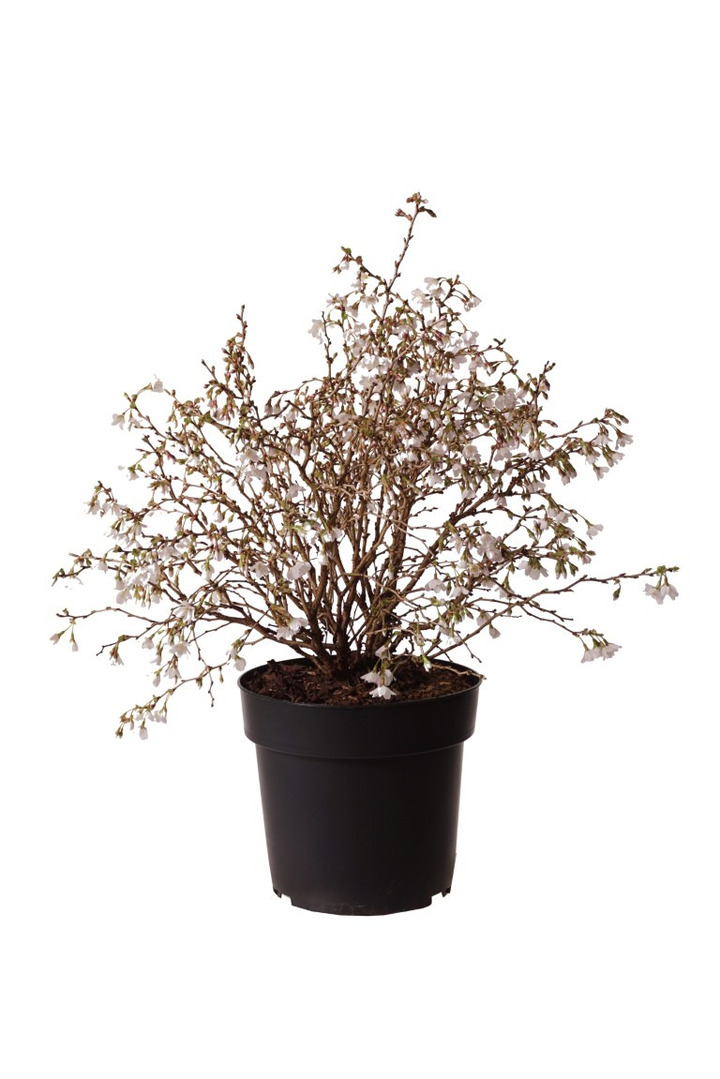 Vyšnia ankstyvoji (Lot Prunus incisa) 'Kojou-no-mai' C4/P21 30-40 CM | VYŠNIOS DEKORATYVINĖS-SAKUROS | MEDŽIAI