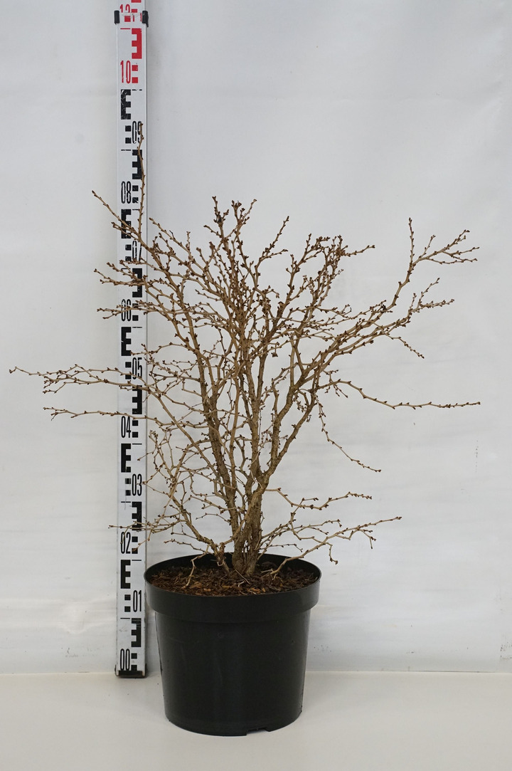 Vyšnia ankstyvoji (Lot Prunus incisa) 'Kojou-no-mai' C10 50-60 CM | VYŠNIOS DEKORATYVINĖS-SAKUROS | MEDŽIAI