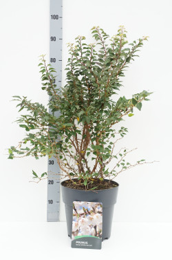 Vyšnia ankstyvoji (Lot Prunus incisa) 'Kojou-no-mai' C10 60-80 CM | VYŠNIOS DEKORATYVINĖS-SAKUROS | MEDŽIAI