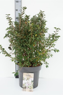 Vyšnia ankstyvoji (Lot Prunus incisa) 'Kojou-no-mai' C12 50-80 CM