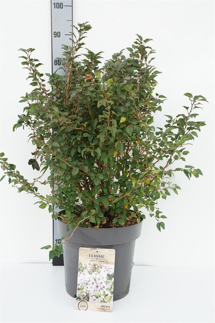 Vyšnia ankstyvoji (Lot Prunus incisa) 'Kojou-no-mai' C12 50-80 CM