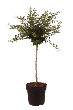 Vyšnia ankstyvoji (Lot Prunus incisa) 'Kojou-no-mai' C5/P23 STIEBAS 40 CM