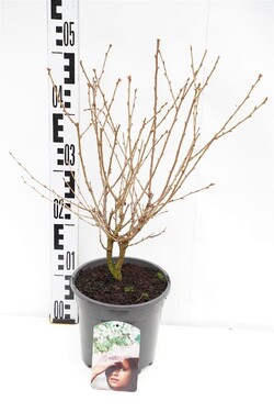 Vyšnia ankstyvoji (Lot Prunus incisa) 'Lotte' C2/P17 30-40 CM | VYŠNIOS DEKORATYVINĖS-SAKUROS | MEDŽIAI
