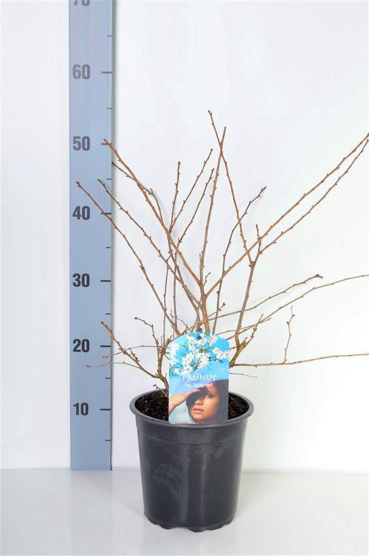 Vyšnia ankstyvoji (Lot Prunus incisa) 'Mikinori' C2/P17 30-40 CM | VYŠNIOS DEKORATYVINĖS-SAKUROS | MEDŽIAI