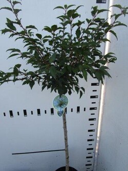Vyšnia ankstyvoji (Lot Prunus incisa) 'Mikinori' C4/P21 STIEBAS 60 CM