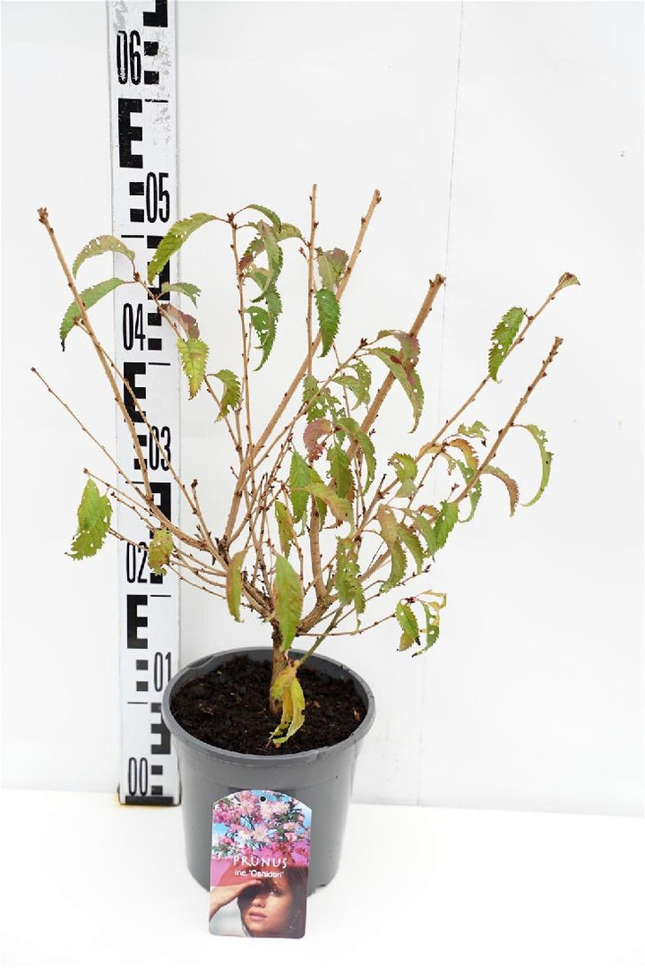 Vyšnia ankstyvoji (Lot Prunus incisa) 'Oshidori' C2/P17 30-40 CM | VYŠNIOS DEKORATYVINĖS-SAKUROS | MEDŽIAI