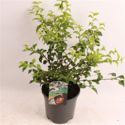 Vyšnia ankstyvoji (Lot Prunus incisa) 'Yamadei' C2/P17 30-40 CM | VYŠNIOS DEKORATYVINĖS-SAKUROS | MEDŽIAI