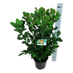 Lauro vyšnia (Lot Prunus laur.) 'Bonaparte' C6,5/P24 80-100 CM