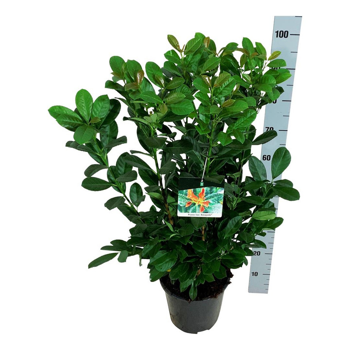 Lauro vyšnia (Lot Prunus laur.) 'Bonaparte' C6,5/P24 80-100 CM