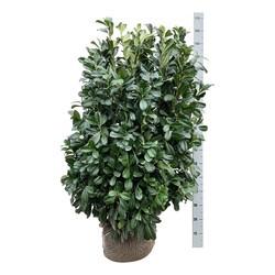 Lauro vyšnia (Lot Prunus laur.) 'Bonaparte' 100-125 CM RB EXTRA TRNSPL | VYŠNIOS DEKORATYVINĖS-SAKUROS | MEDŽIAI