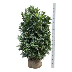 Lauro vyšnia (Lot Prunus laur.) 'Bonaparte' 125-150 CM RB EXTRA TRNSPL | VYŠNIOS DEKORATYVINĖS-SAKUROS | MEDŽIAI