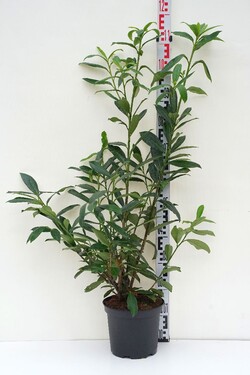 Lauro vyšnia (Lot Prunus laur.) 'Caucasica' C5/P23 60-80 CM | VYŠNIOS DEKORATYVINĖS-SAKUROS | MEDŽIAI