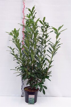 Lauro vyšnia (Lot Prunus laur.) 'Caucasica' C12 125-150 CM | VYŠNIOS DEKORATYVINĖS-SAKUROS | MEDŽIAI