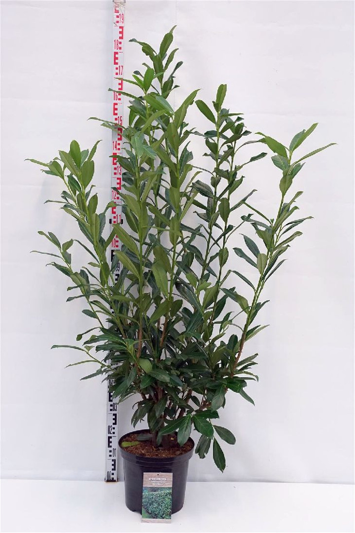 Lauro vyšnia (Lot Prunus laur.) 'Caucasica' C12 125-150 CM | VYŠNIOS DEKORATYVINĖS-SAKUROS | MEDŽIAI