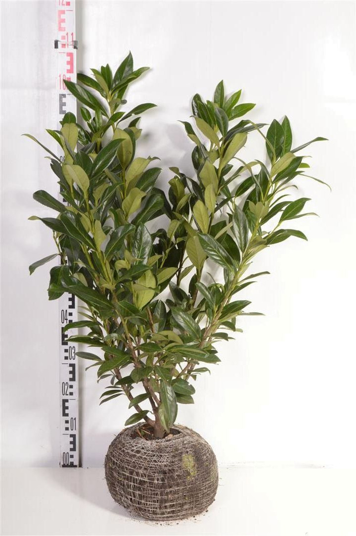 Lauro vyšnia (Lot Prunus laur.) 'Caucasica' 60-80 CM RB | VYŠNIOS DEKORATYVINĖS-SAKUROS | MEDŽIAI