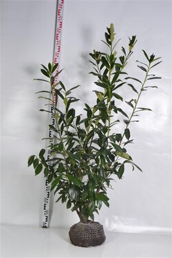 Lauro vyšnia (Lot Prunus laur.) 'Caucasica' 80-100 CM RB | VYŠNIOS DEKORATYVINĖS-SAKUROS | MEDŽIAI