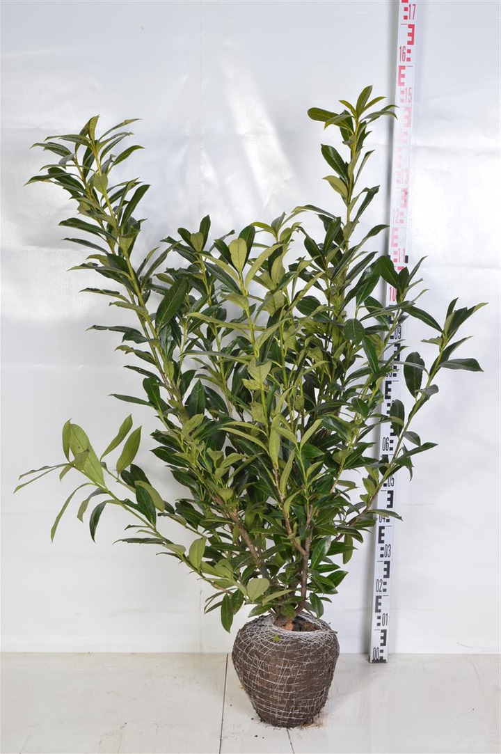 Lauro vyšnia (Lot Prunus laur.) 'Caucasica' 100-120 CM RB | VYŠNIOS DEKORATYVINĖS-SAKUROS | MEDŽIAI