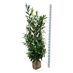 Lauro vyšnia (Lot Prunus laur.) 'Caucasica' 150-175 CM RB - nuotrauka 1