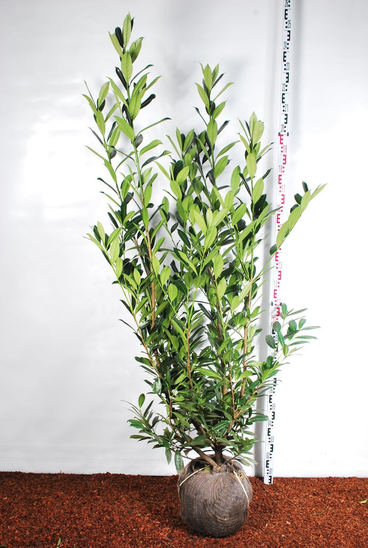 Lauro vyšnia (Lot Prunus laur.) 'Caucasica' 150-175 CM RB | VYŠNIOS DEKORATYVINĖS-SAKUROS | MEDŽIAI