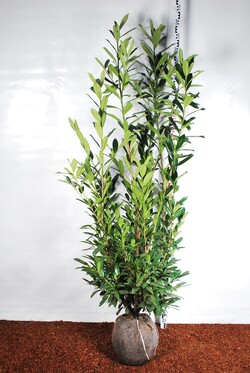 Lauro vyšnia (Lot Prunus laur.) 'Caucasica' 175-200 CM RB - nuotrauka 2