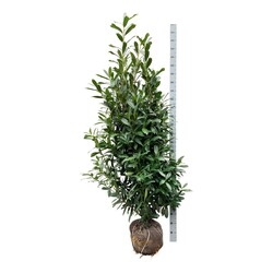 Lauro vyšnia (Lot Prunus laur.) 'Caucasica' 175-200 CM RB EXTRA TRNSPL - nuotrauka 1