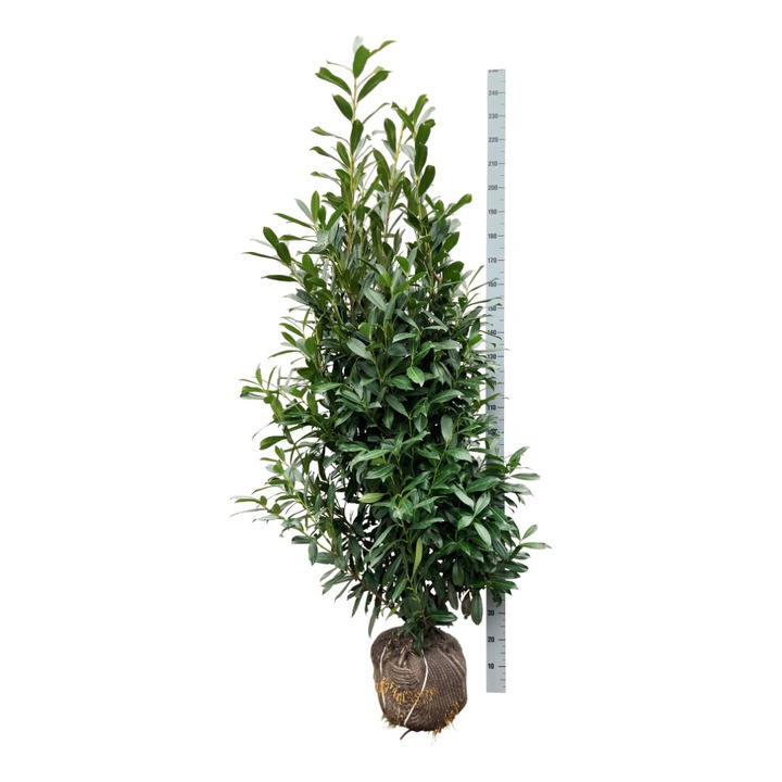 Lauro vyšnia (Lot Prunus laur.) 'Caucasica' 175-200 CM RB EXTRA TRNSPL | VYŠNIOS DEKORATYVINĖS-SAKUROS | MEDŽIAI
