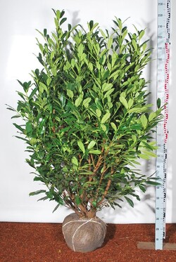 Lauro vyšnia (Lot Prunus laur.) 'Caucasica' 175-200 CM RB EXTRA TRNSPL - nuotrauka 2