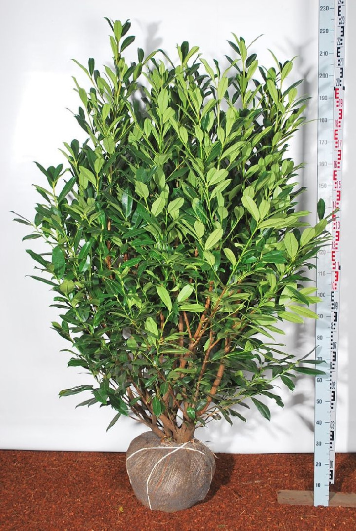 Lauro vyšnia (Lot Prunus laur.) 'Caucasica' 175-200 CM RB EXTRA TRNSPL | VYŠNIOS DEKORATYVINĖS-SAKUROS | MEDŽIAI