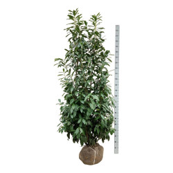 Lauro vyšnia (Lot Prunus laur.) 'Caucasica' 200-225 CM RB EXTRA TRNSPL - nuotrauka 1