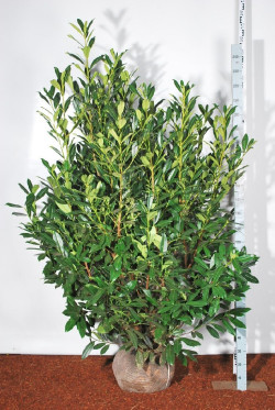 Lauro vyšnia (Lot Prunus laur.) 'Caucasica' 200-225 CM RB EXTRA TRNSPL - nuotrauka 2