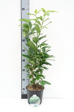 Lauro vyšnia (Lot Prunus laur.) 'Genolia' C3/P19 40-50 CM - nuotrauka 1