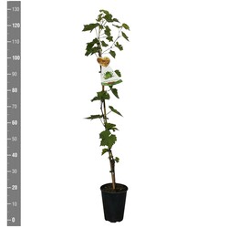 Lauro vyšnia (Lot Prunus laur.) 'Genolia' C3/P19 40-50 CM - nuotrauka 2