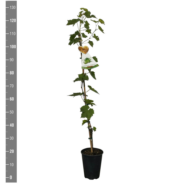 Lauro vyšnia (Lot Prunus laur.) 'Genolia' C3/P19 40-50 CM | VYŠNIOS DEKORATYVINĖS-SAKUROS | MEDŽIAI