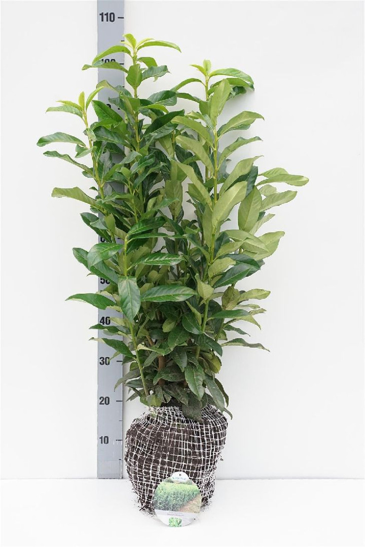 Lauro vyšnia (Lot Prunus laur.) 'Genolia' 60-80 CM RB | VYŠNIOS DEKORATYVINĖS-SAKUROS | MEDŽIAI