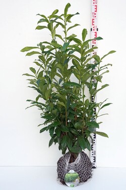 Lauro vyšnia (Lot Prunus laur.) 'Genolia' 80-100 CM RB | VYŠNIOS DEKORATYVINĖS-SAKUROS | MEDŽIAI