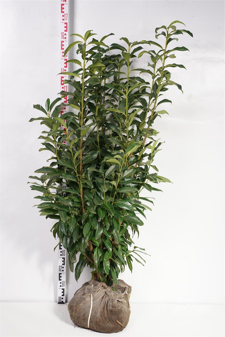 Lauro vyšnia (Lot Prunus laur.) 'Genolia' 100-125 CM RB EXTRA TRNSPL | VYŠNIOS DEKORATYVINĖS-SAKUROS | MEDŽIAI