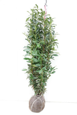 Lauro vyšnia (Lot Prunus laur.) 'Genolia' 150-175 CM RB | VYŠNIOS DEKORATYVINĖS-SAKUROS | MEDŽIAI