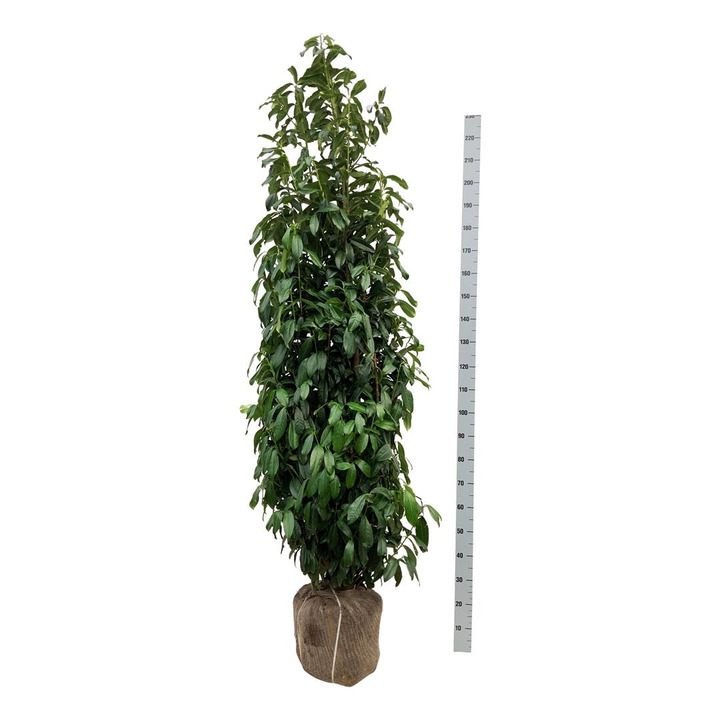 Lauro vyšnia (Lot Prunus laur.) 'Genolia' 200-225 CM RB EXTRA TRNSPL | VYŠNIOS DEKORATYVINĖS-SAKUROS | MEDŽIAI
