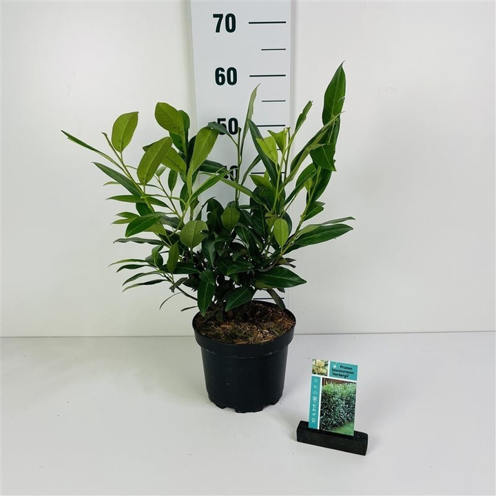 Lauro vyšnia (Lot Prunus laur.) 'Herbergii' C3/P19 30-40 CM