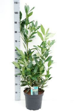 Lauro vyšnia (Lot Prunus laur.) 'Herbergii' C5/P23 50-60 CM - nuotrauka 1