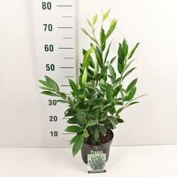 Lauro vyšnia (Lot Prunus laur.) 'Herbergii' C5/P23 50-60 CM - nuotrauka 2