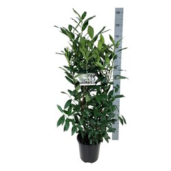 Lauro vyšnia (Lot Prunus laur.) 'Herbergii' C6,5/P24 80-100 CM - nuotrauka 1