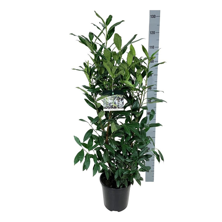 Lauro vyšnia (Lot Prunus laur.) 'Herbergii' C6,5/P24 80-100 CM | VYŠNIOS DEKORATYVINĖS-SAKUROS | MEDŽIAI