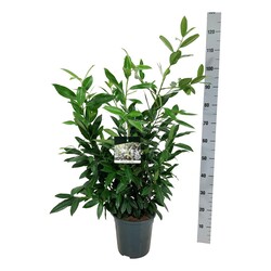 Lauro vyšnia (Lot Prunus laur.) 'Herbergii' C6,5/P24 80-100 CM - nuotrauka 2