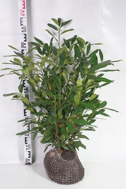 Lauro vyšnia (Lot Prunus laur.) 'Herbergii' 60-80 CM RB | VYŠNIOS DEKORATYVINĖS-SAKUROS | MEDŽIAI